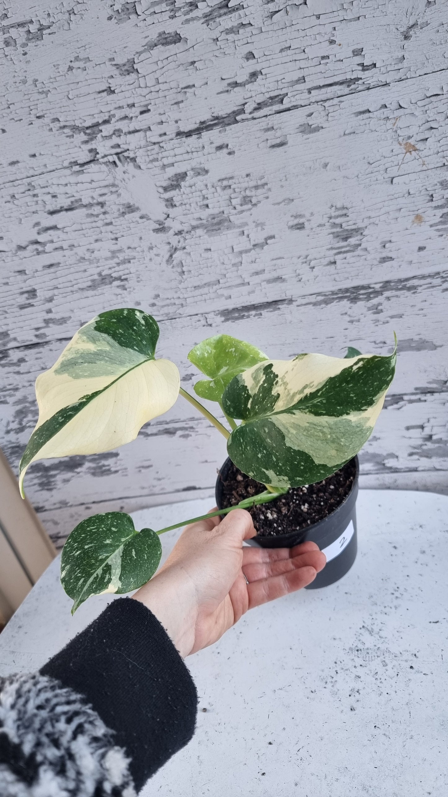 Monstera deliciosa 'Thai Constellation - Variegated Fruit Salad Plant