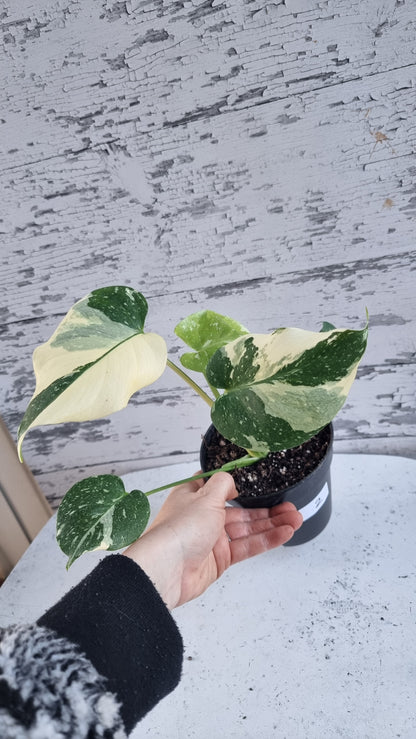 Monstera deliciosa 'Thai Constellation - Variegated Fruit Salad Plant