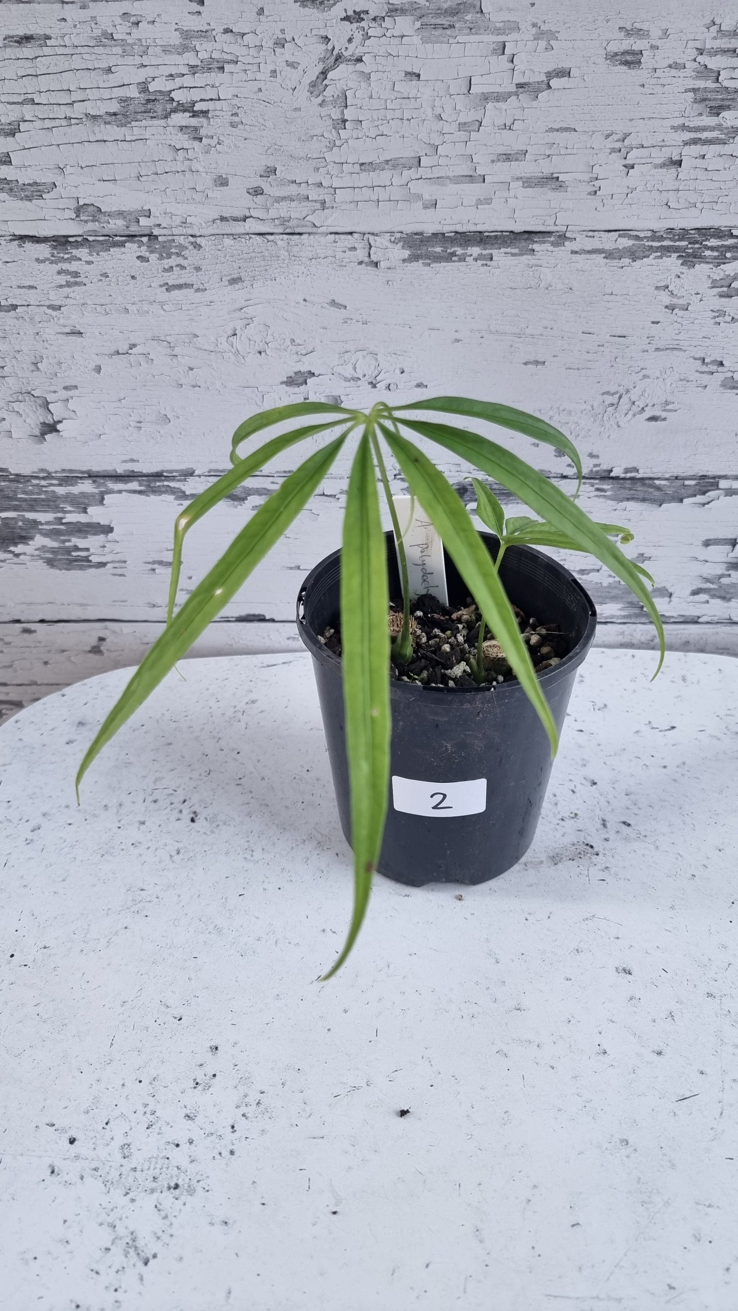 Anthurium polydactylum - Tropical Aroid