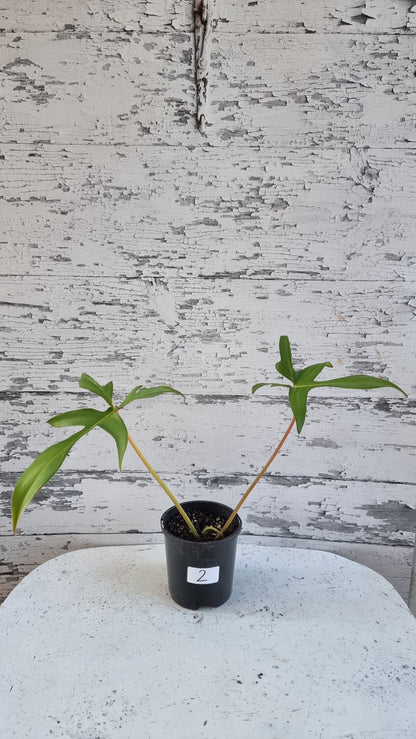 Philodendron pedatum 'Glad Hands'