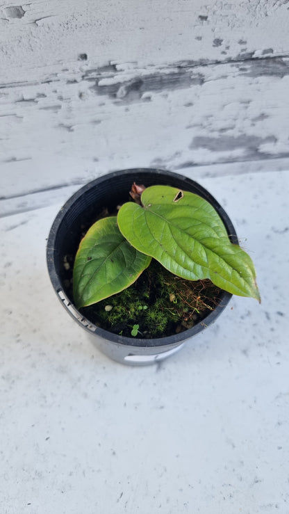 Anthurium radicans