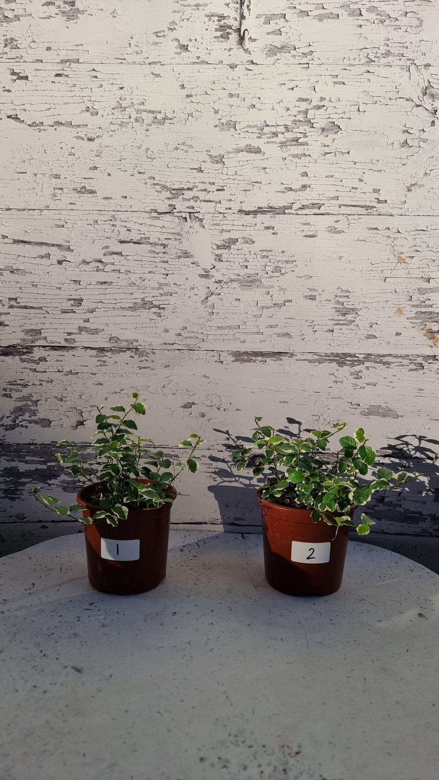 Ficus pumila ‘Ice Caps’ - Variegated Creeping Fig