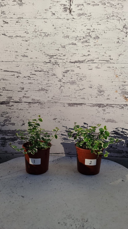 Ficus pumila ‘Ice Caps’ - Variegated Creeping Fig