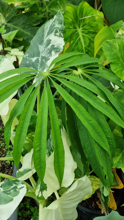 Anthurium polydactylum - Tropical Aroid