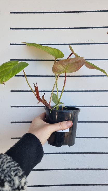 Philodendron 'Fuzzy Petiole'