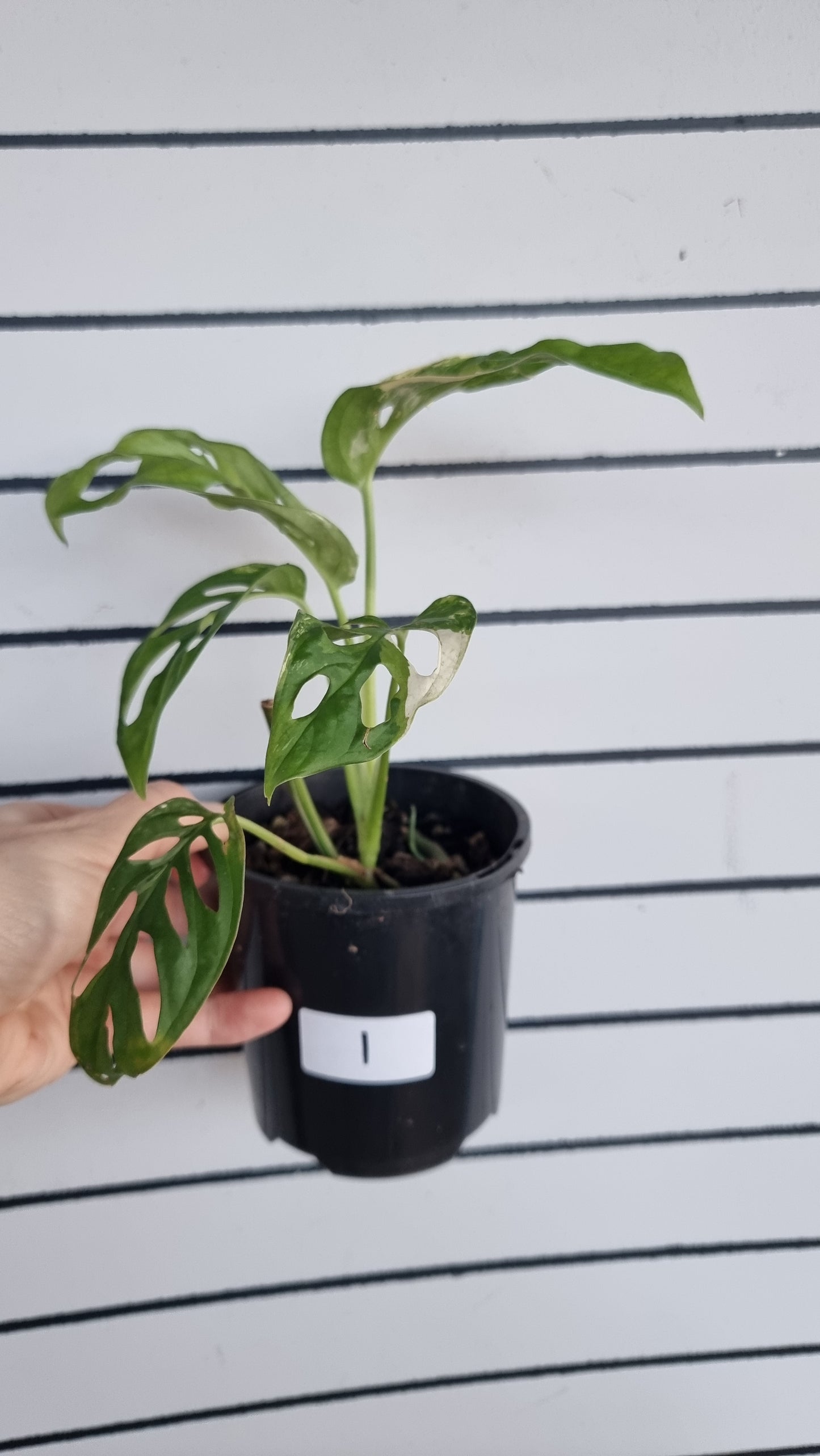 Monstera adansonii variegata - Variegated Swiss Cheese Plant