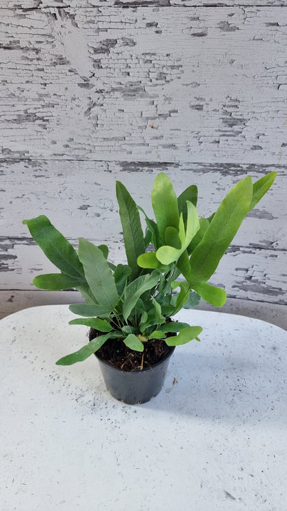 Phlebodium aureum - 蓝星蕨