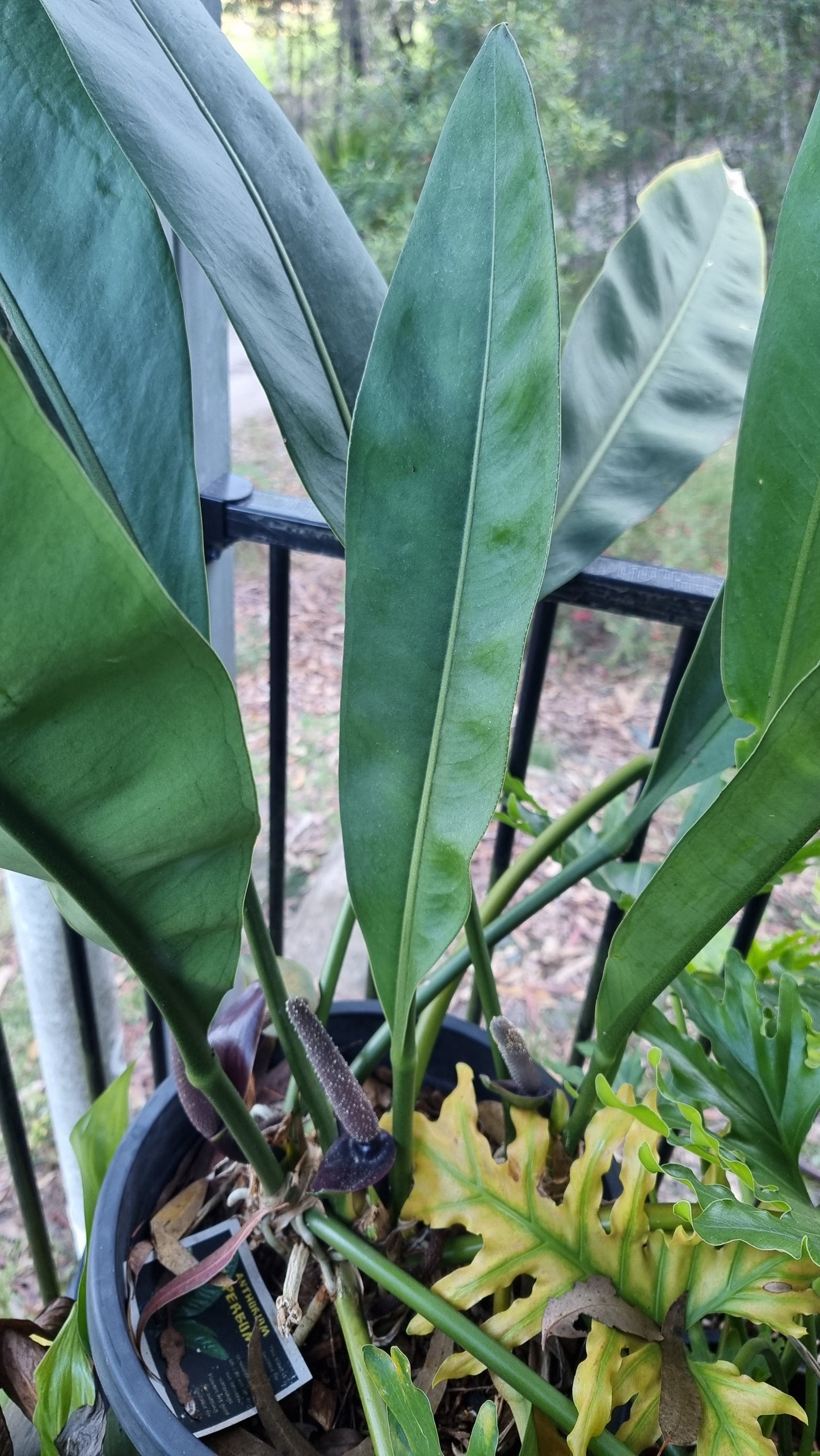 Anthurium coriaceum - Giant Paddle Leaf
