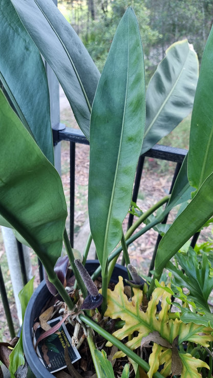 Anthurium coriaceum - Giant Paddle Leaf