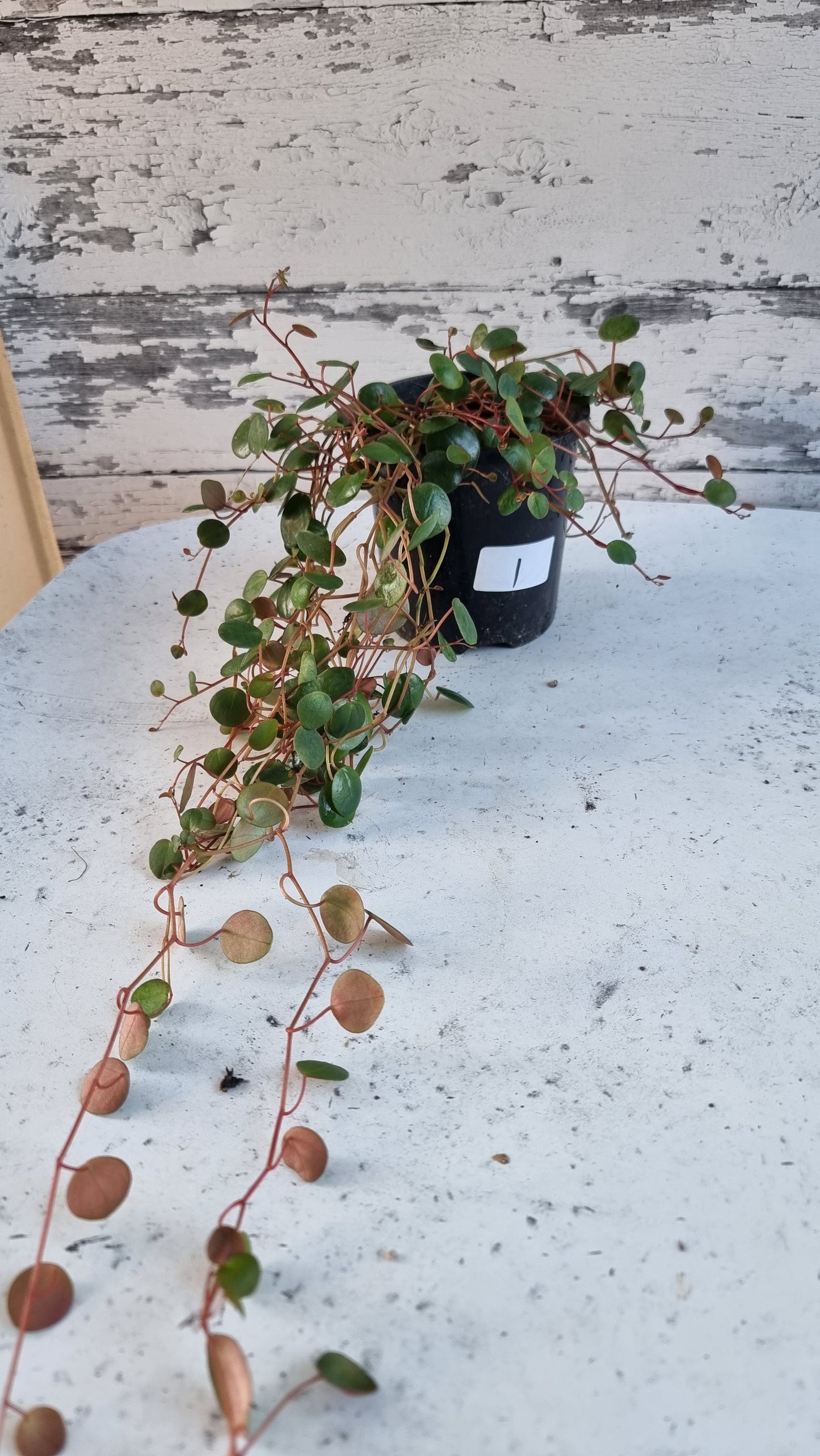 Peperomia prostrata 'Pepperspot' - String of Coins