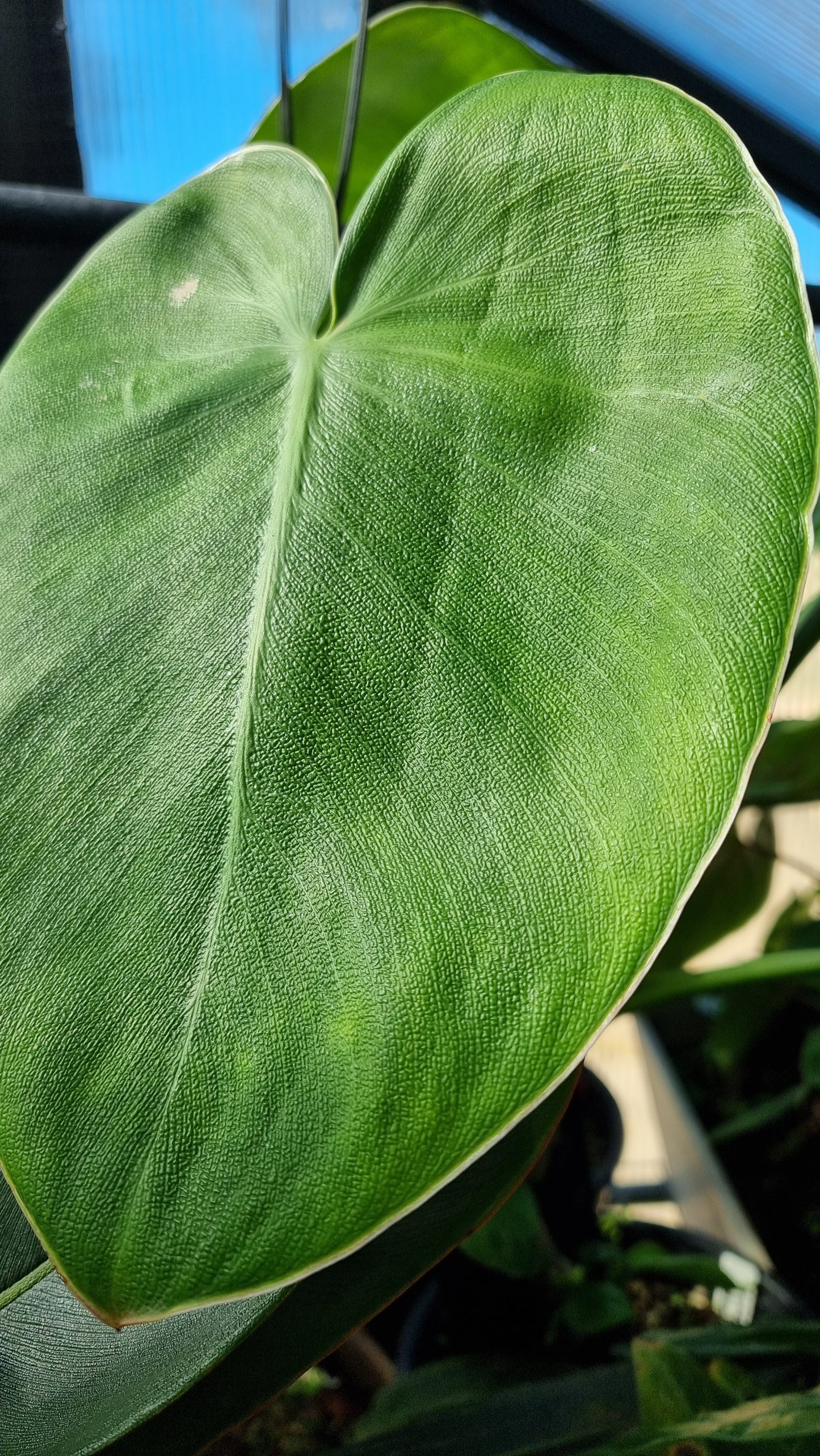 Philodendron rugosum - Pig Skin Plant