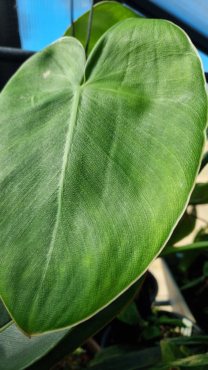 Philodendron rugosum - Pig Skin Plant