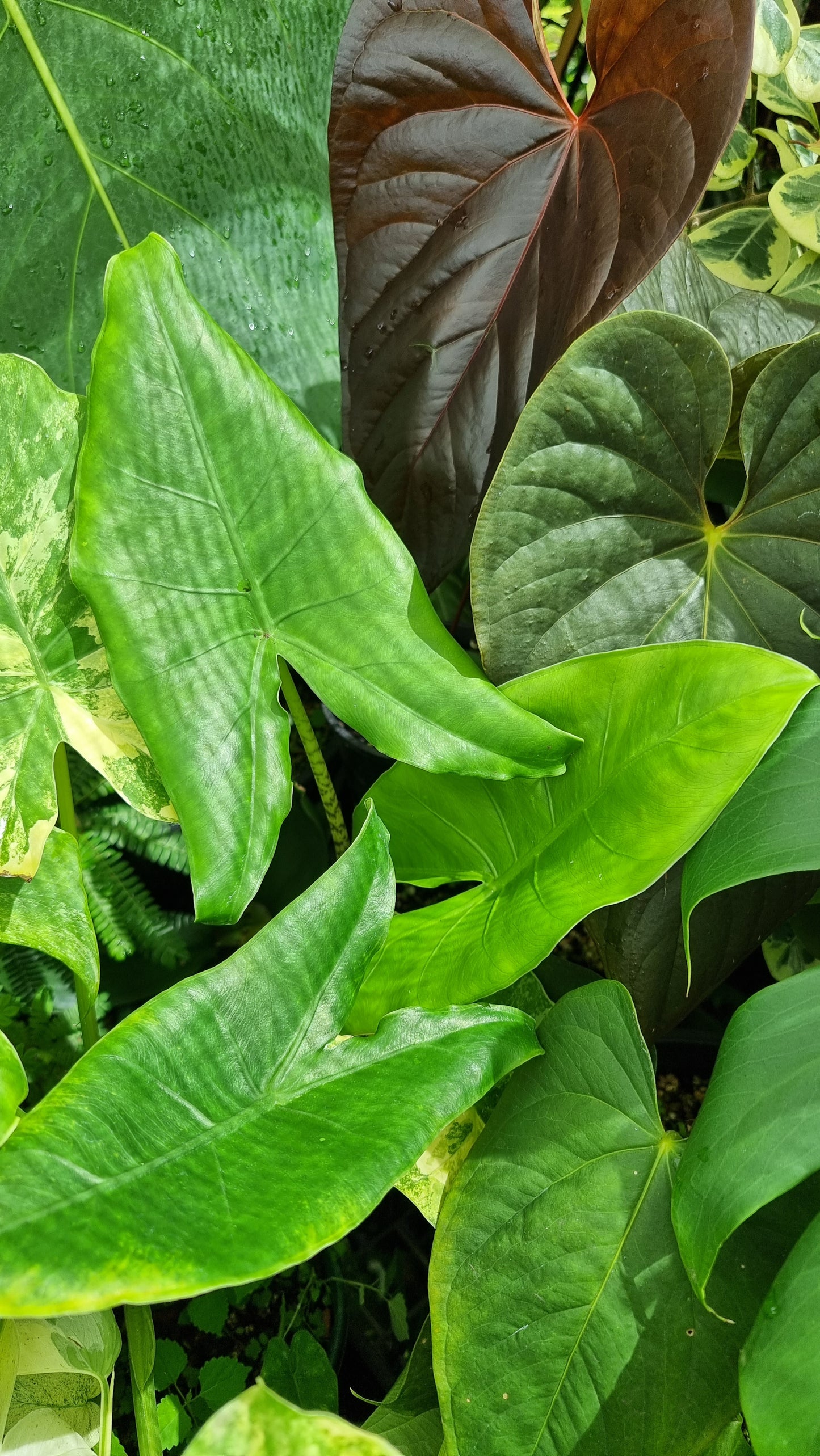 Alocasia zebrina