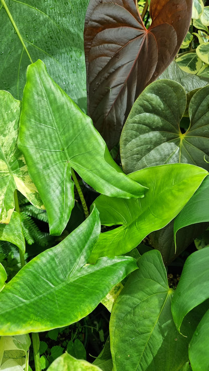 Alocasia zebrina