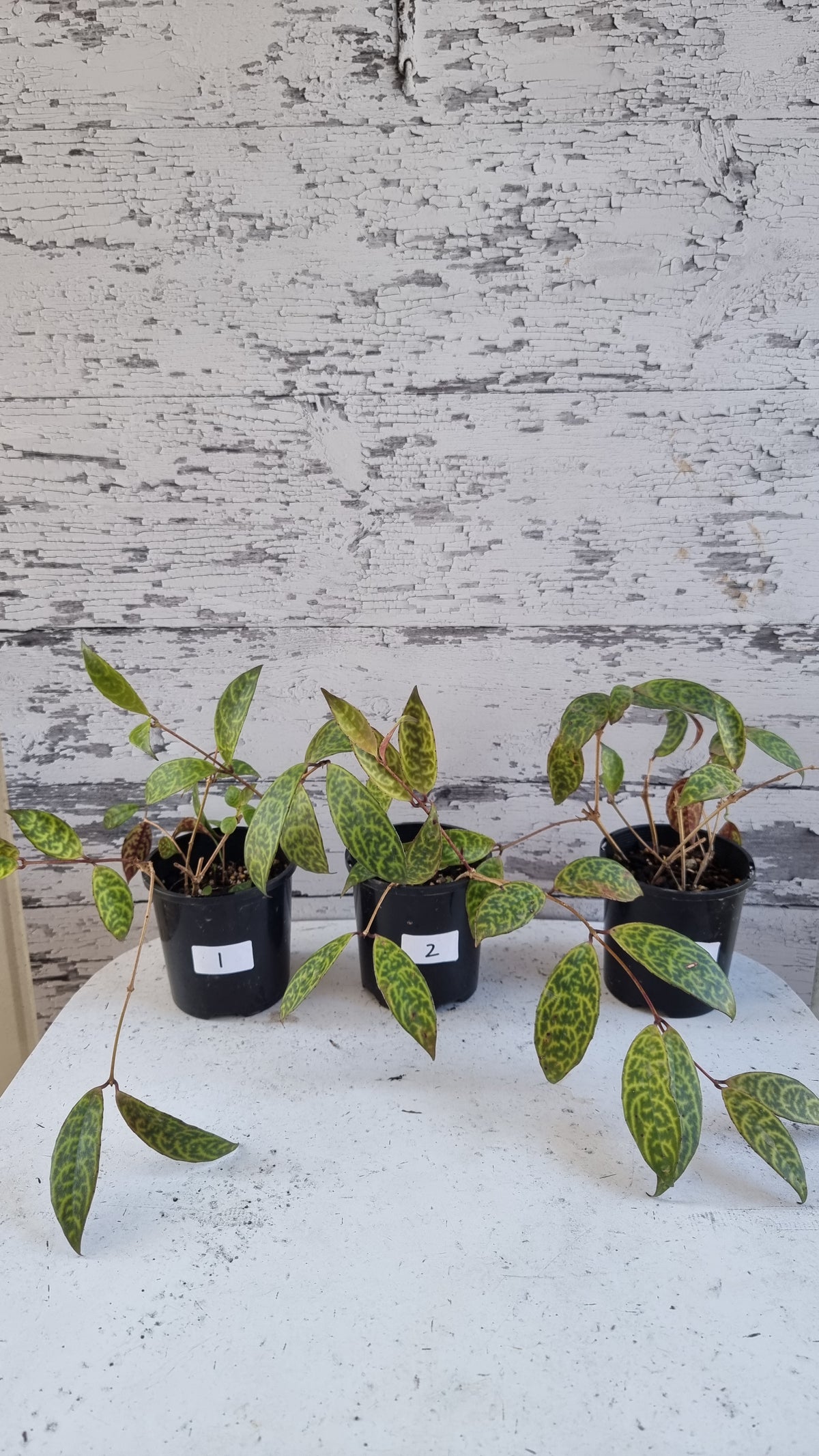 Aeschynanthus longicaulis ‘Black Pagoda’ - Lipstick Plant