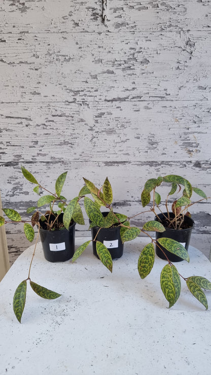 Aeschynanthus longicaulis ‘Black Pagoda’ - Lipstick Plant