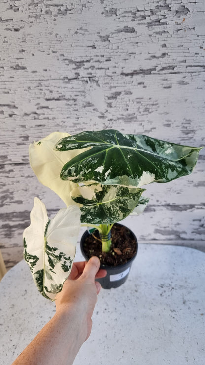 Alocasia micholitziana 'Frydek' - 雜色綠天鵝絨