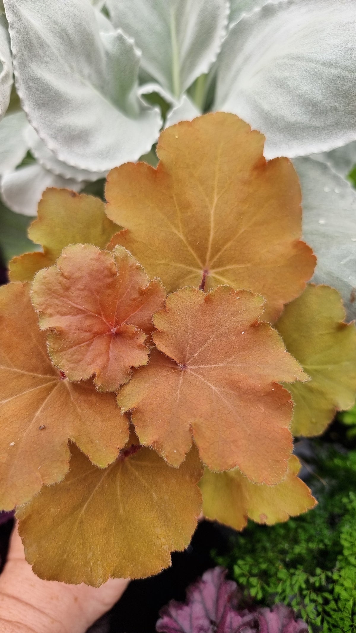 Heuchera 'Caramel' - Coral Bells