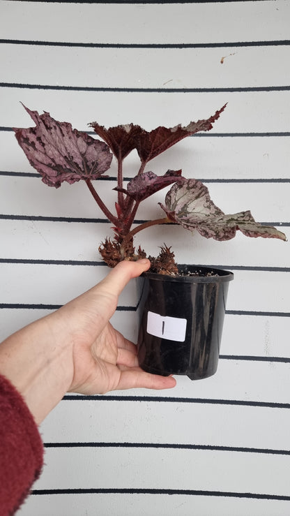 Begonia 'Arctic Breeze'