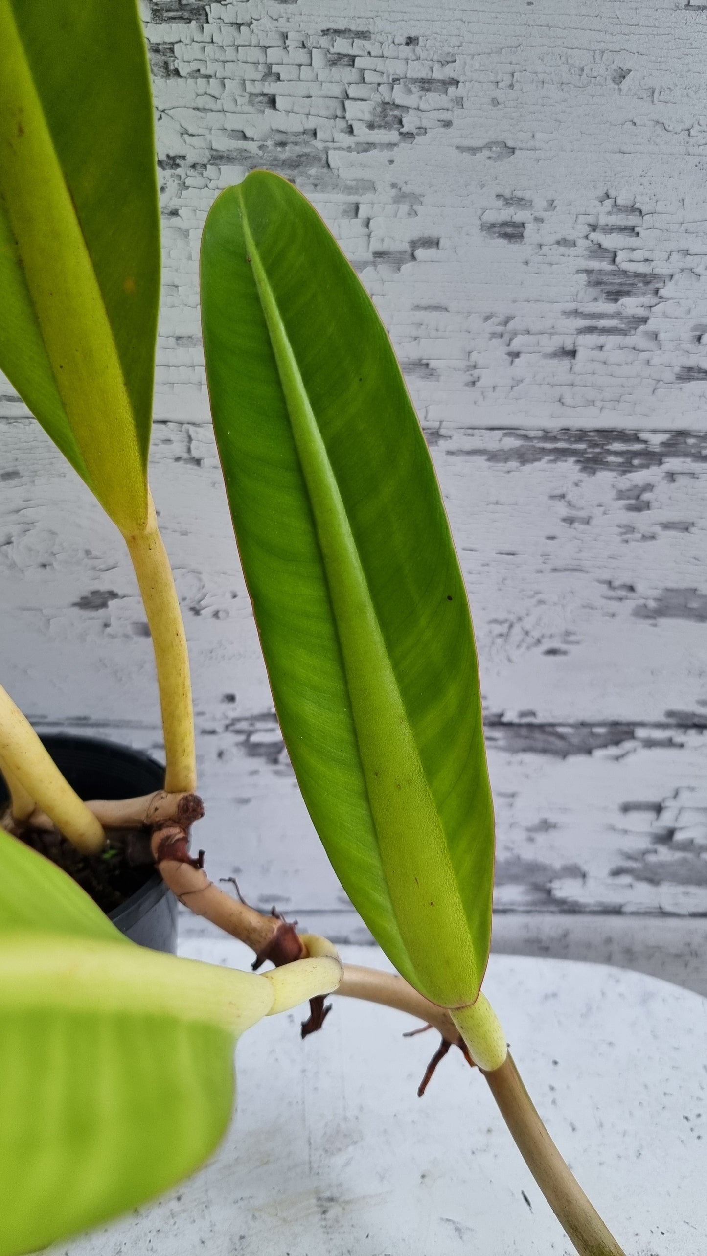 Philodendron crassinervium