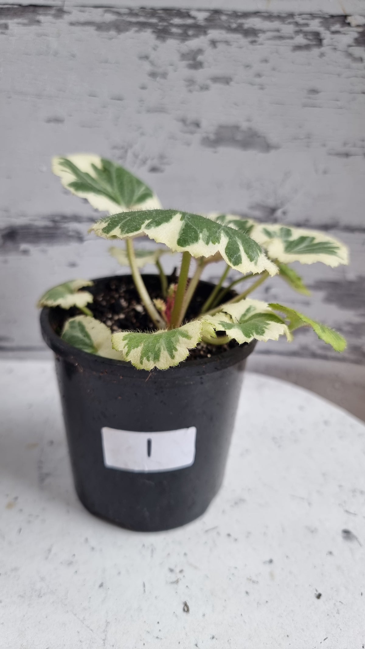 Saxifraga stolonifera variegata - 白色杂色草莓海棠