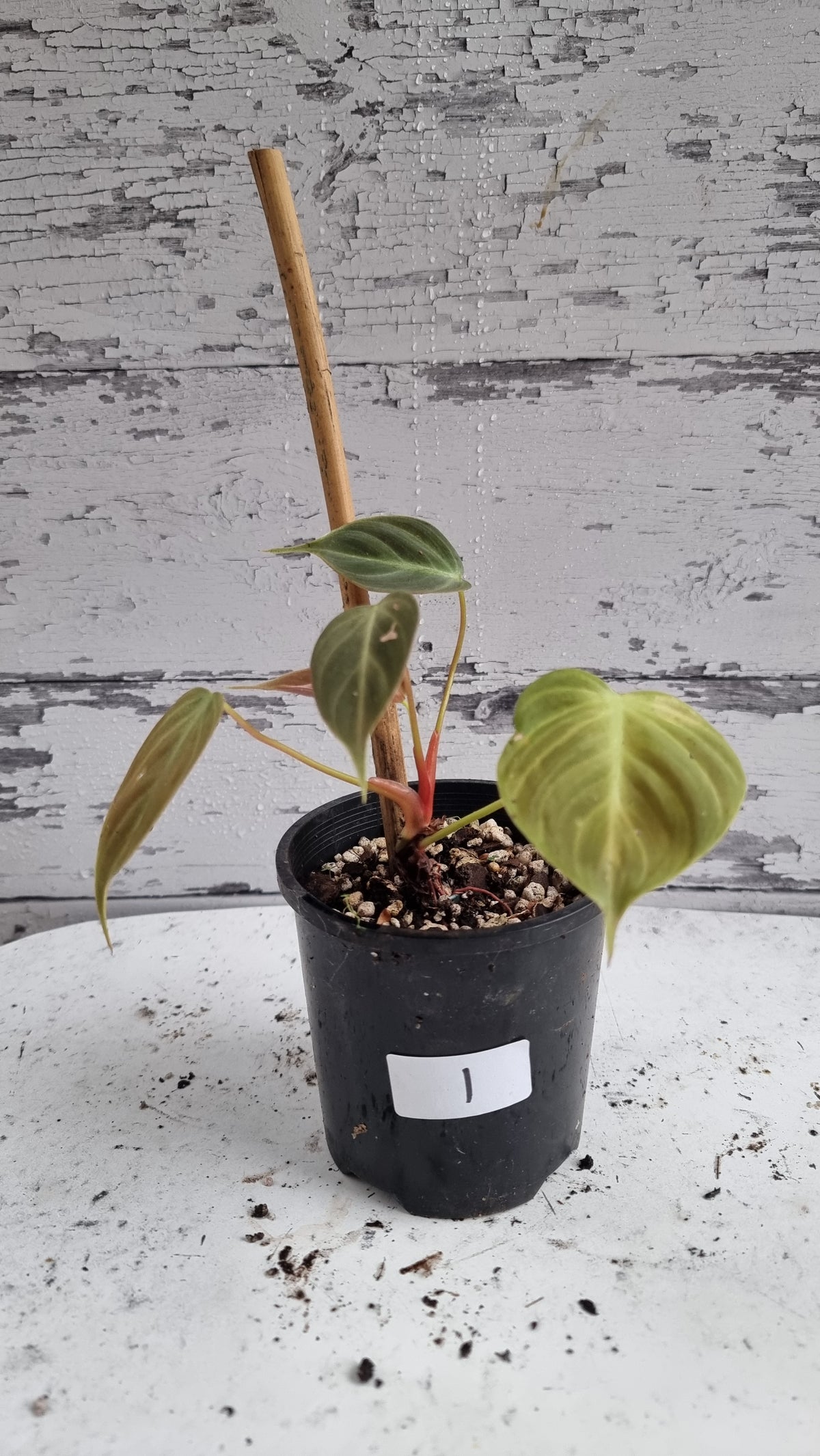 Philodendron rubrijuvenile - El Choco Red