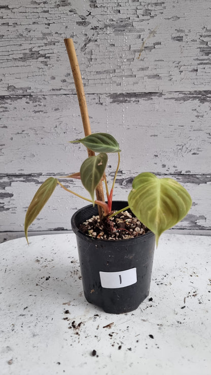 Philodendron rubrijuvenile - El Choco Red
