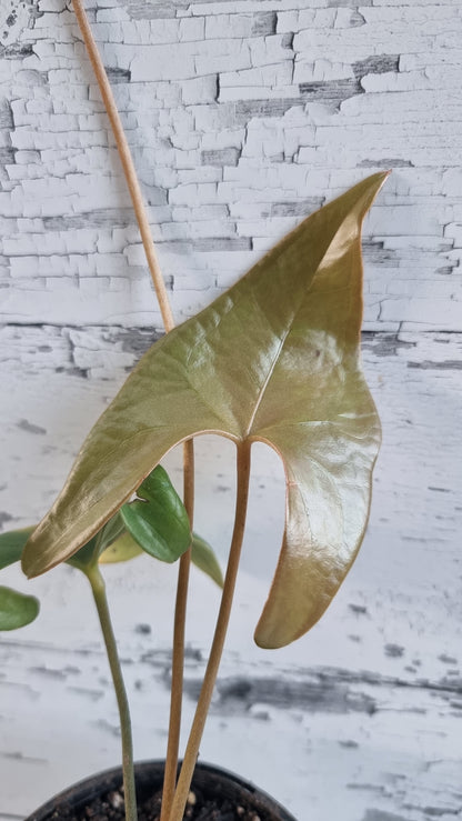 Anthurium berriozabalense