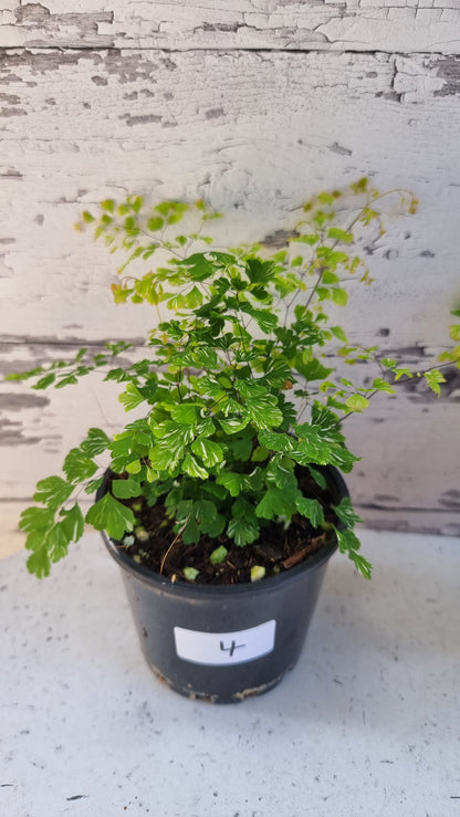 Adiantum raddianum - 三角铁线蕨