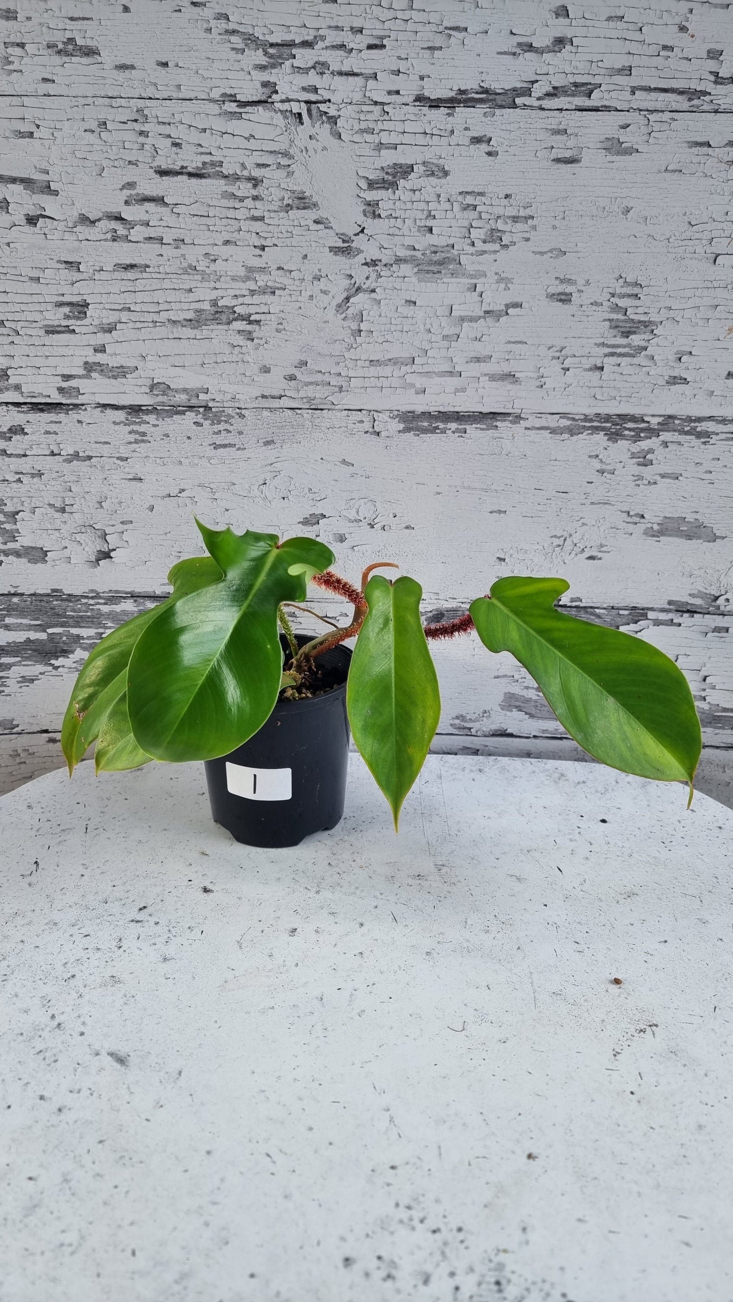 喜林芋