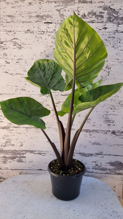 Alocasia 'Dark Star' - Elephant Ear Plant