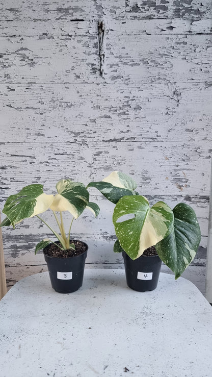Monstera deliciosa 'Thai Constellation - Variegated Fruit Salad Plant