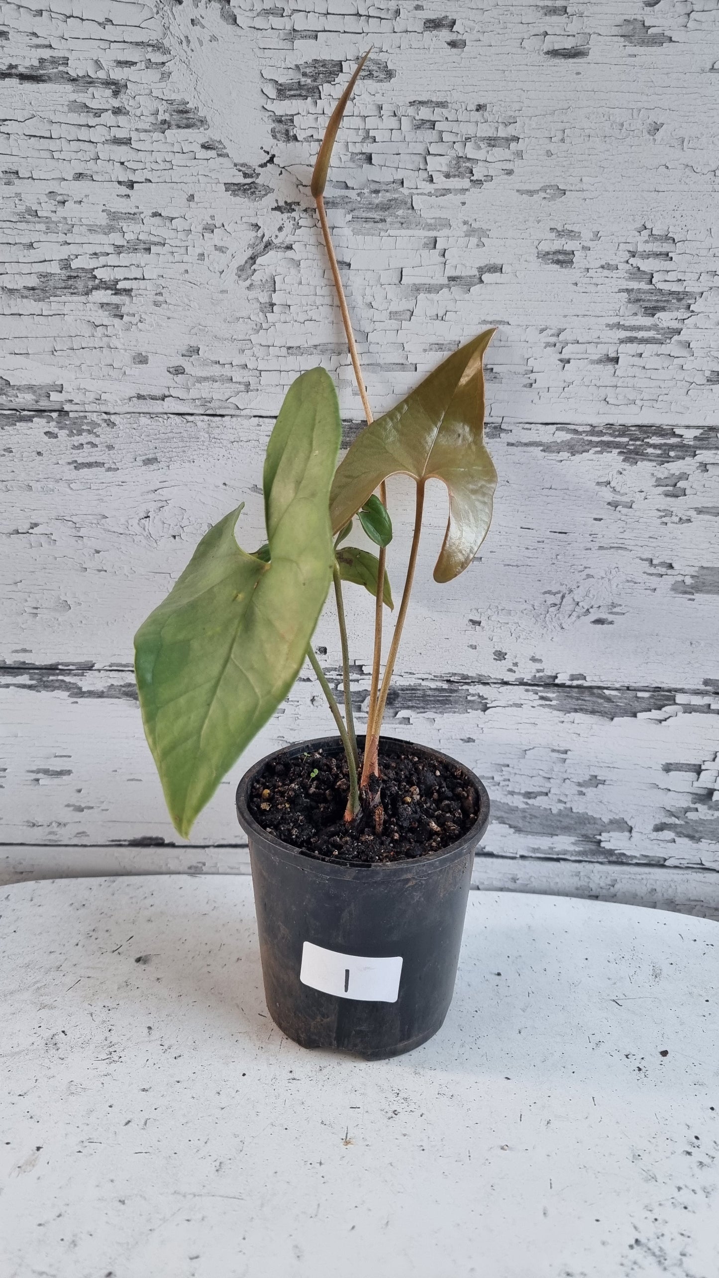 Anthurium berriozabalense