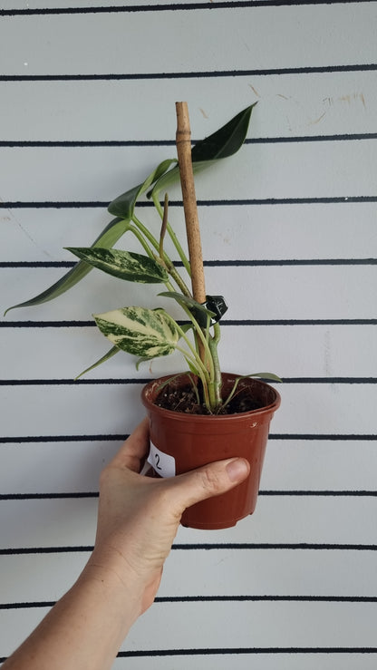 Peperomia maculosa 'Xiang Cao' variegata - Variegated Radiator Plant