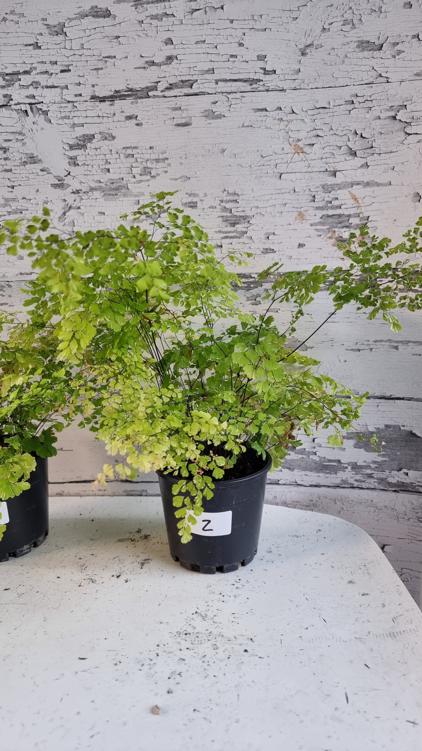Adiantum raddianum 'Variegatum' - Variegated Delta Maidenhair Fern
