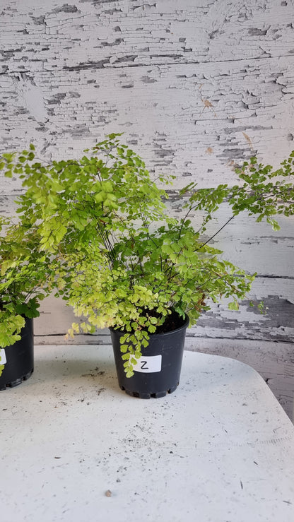 Adiantum raddianum 'Variegatum' - Variegated Delta Maidenhair Fern