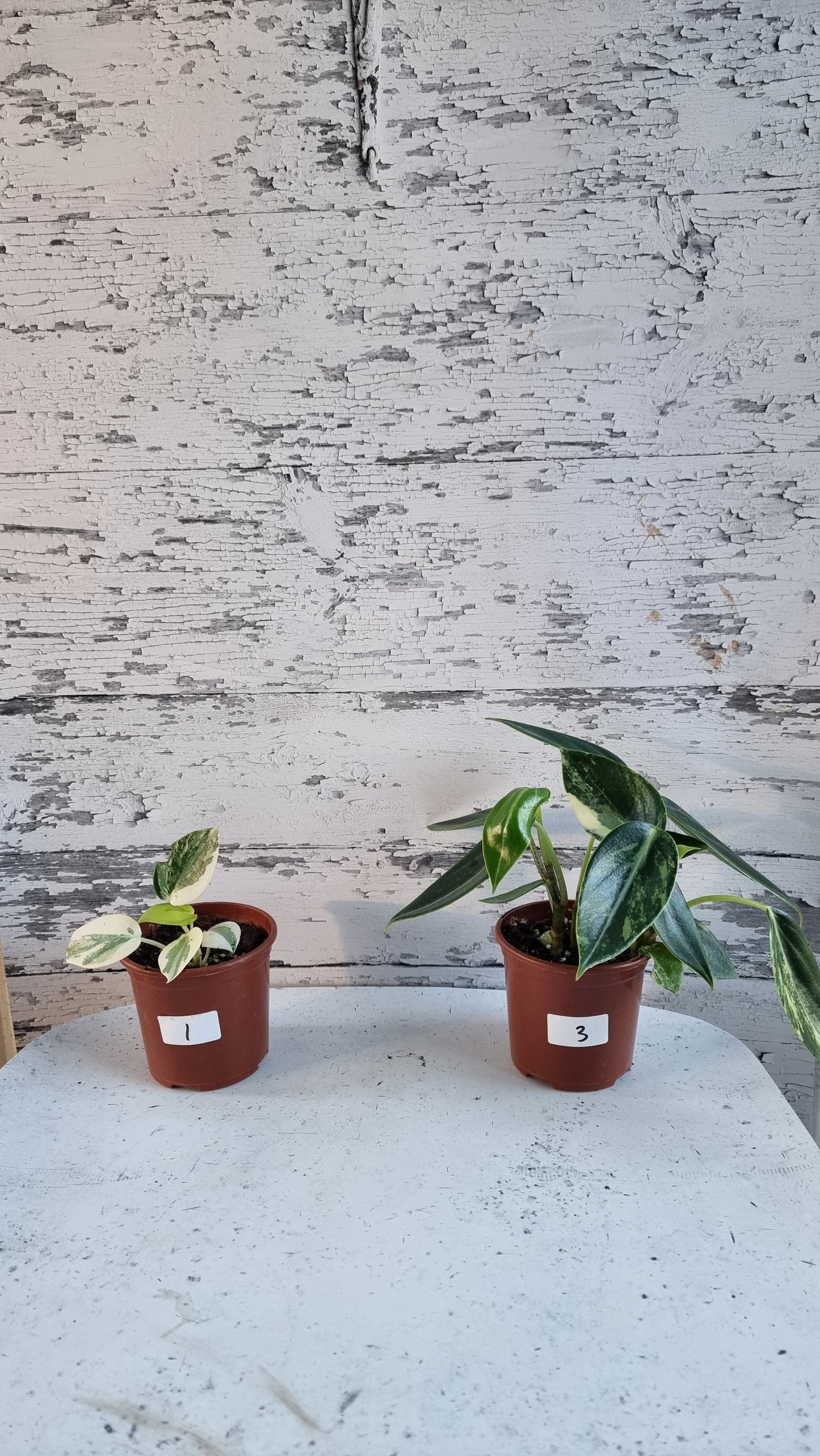 Peperomia maculosa 'Xiang Cao' variegata - Variegated Radiator Plant