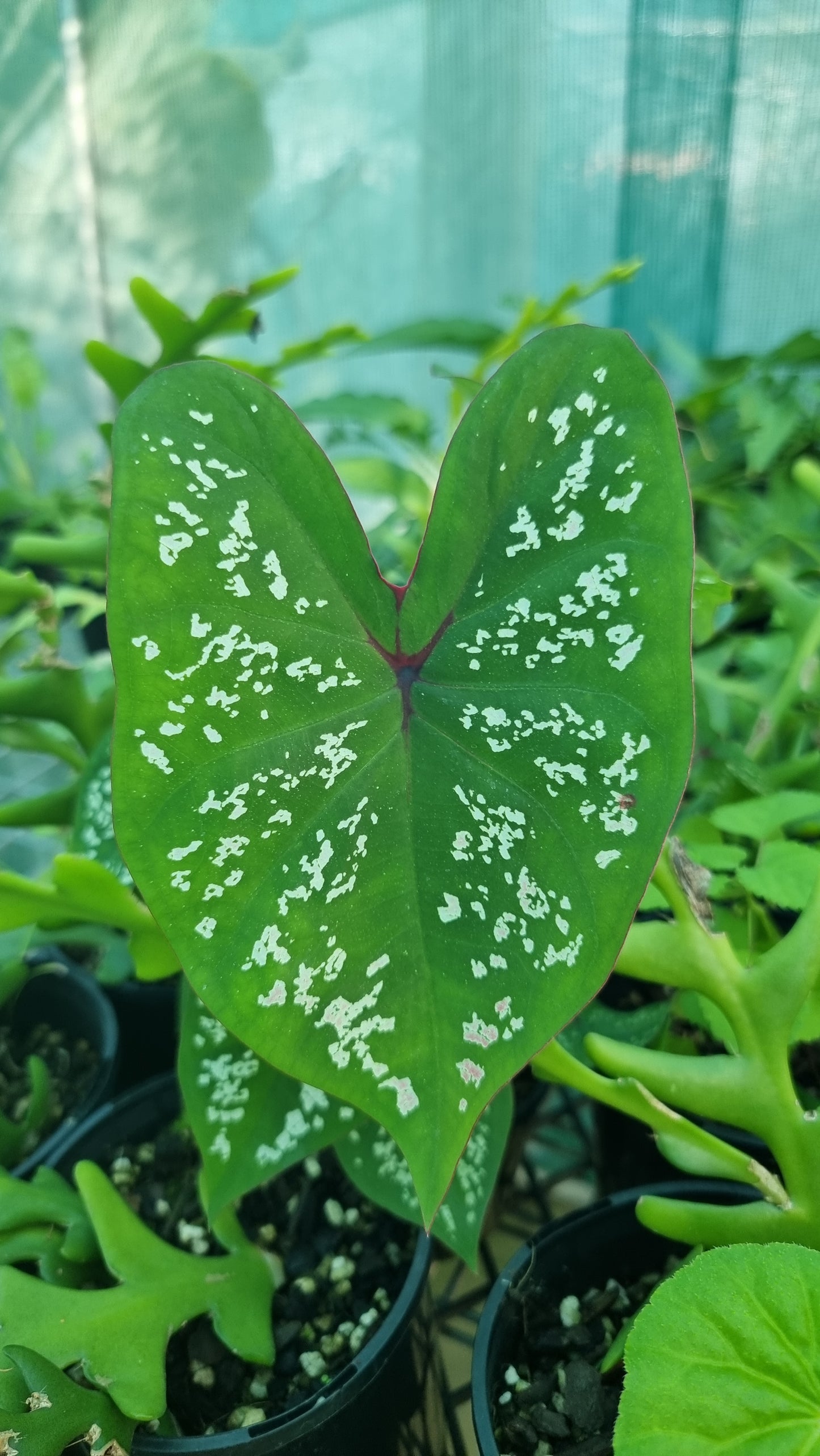 Caladium bicolour 'Pink Jade'