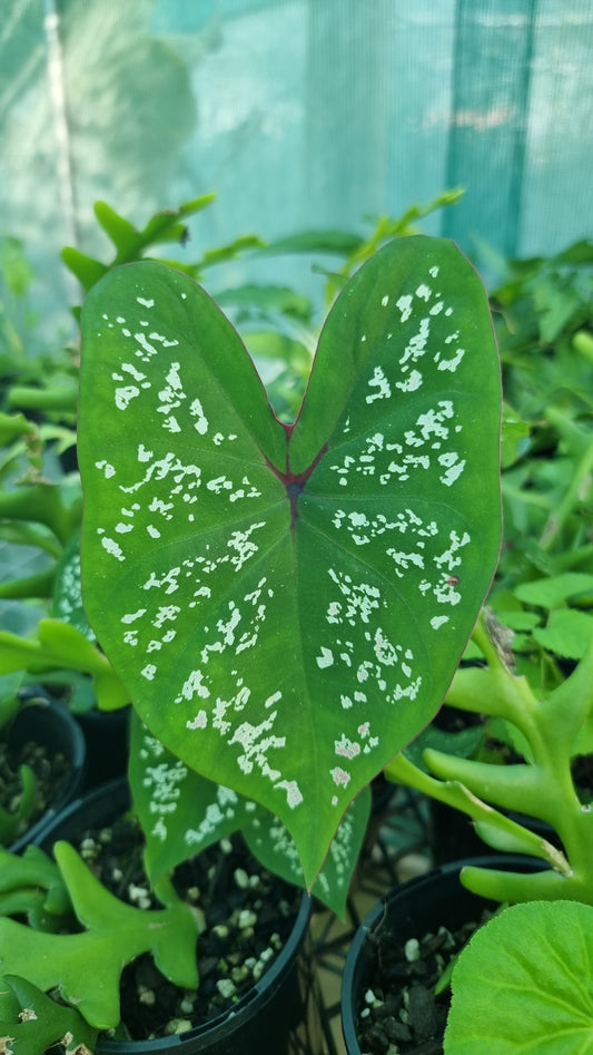 Caladium bicolour 'Pink Jade'