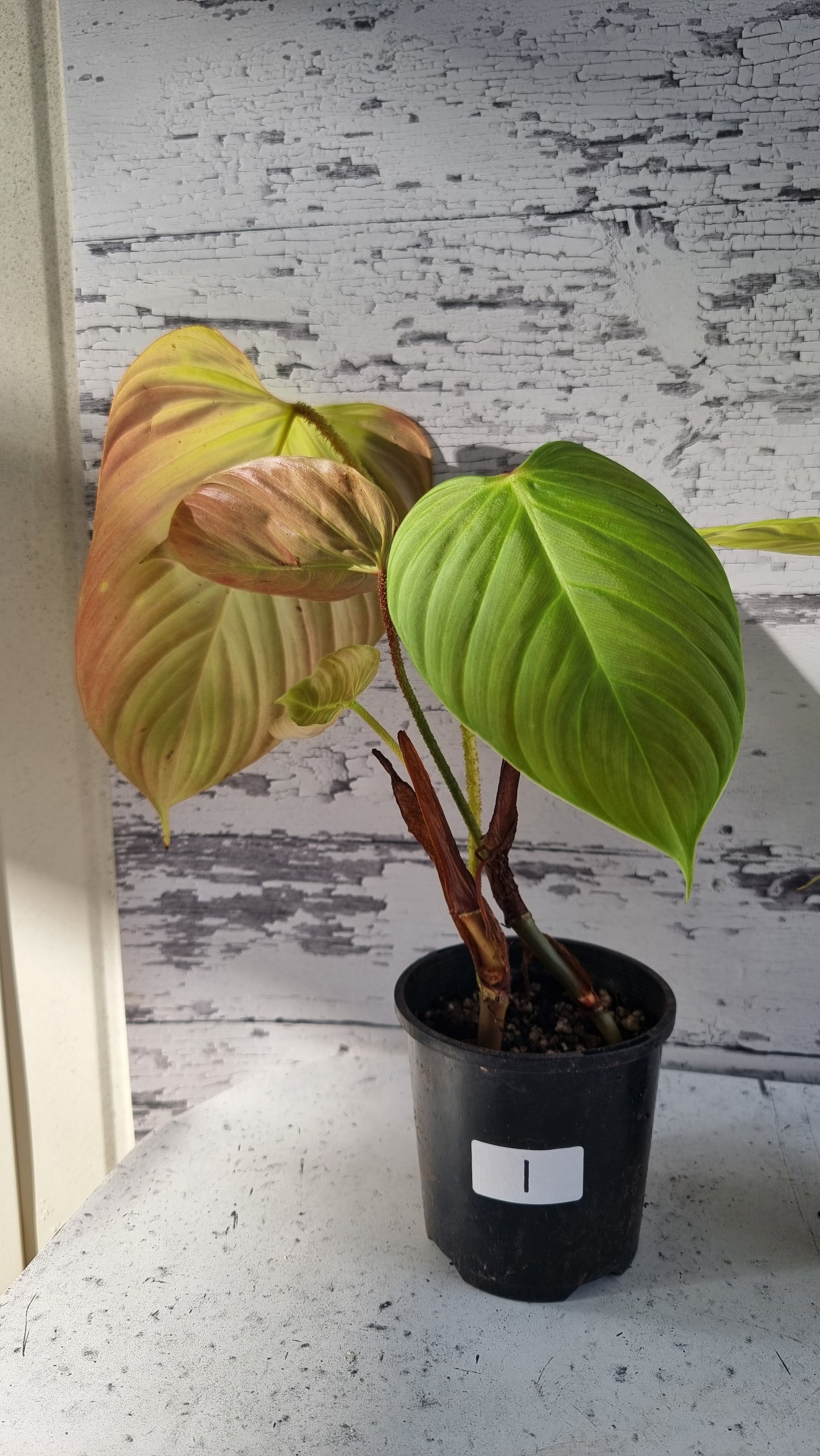 Philodendron 'Fuzzy Petiole'  Root'd Plants