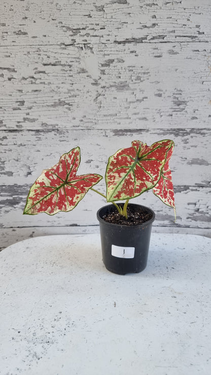 Caladium bicolour 'Fire Phoenix'
