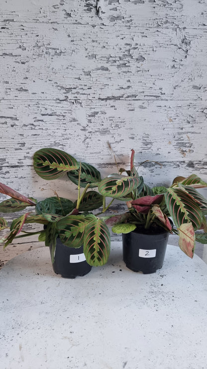 Maranta leuconeura var. erythroneura - Red Vein Prayer Plant
