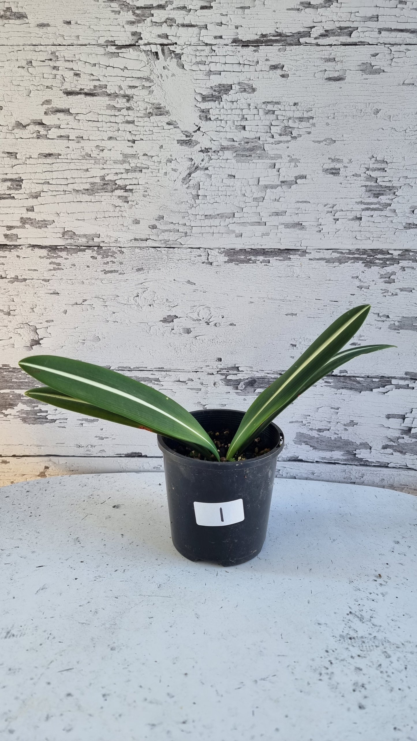 Hippeastrum striatifolium - Striped Amaryllis