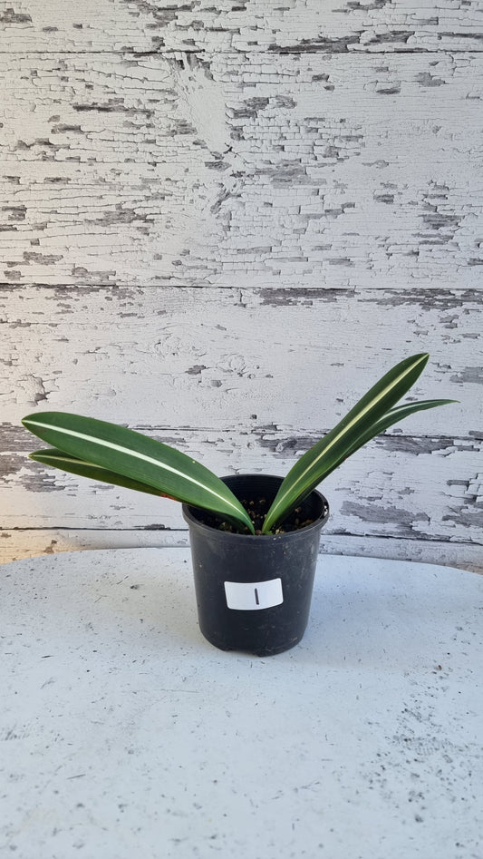 Hippeastrum striatifolium - Striped Amaryllis