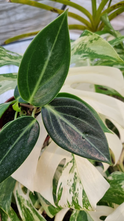 Peperomia maculosa 'Xiang Cao' - Radiator Plant