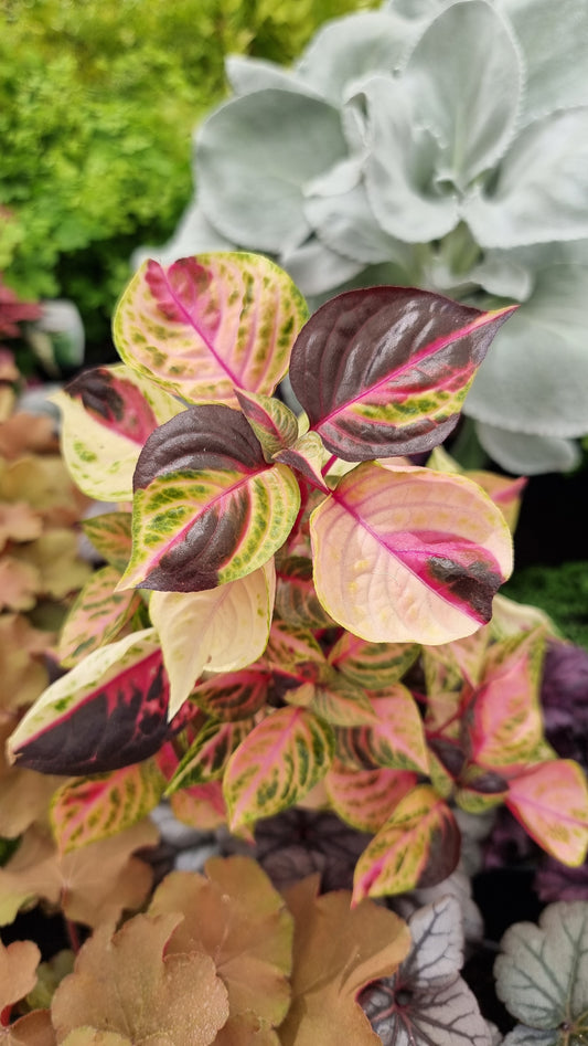 Iresine herbstii variegata - Variegated Blood Leaf Plant