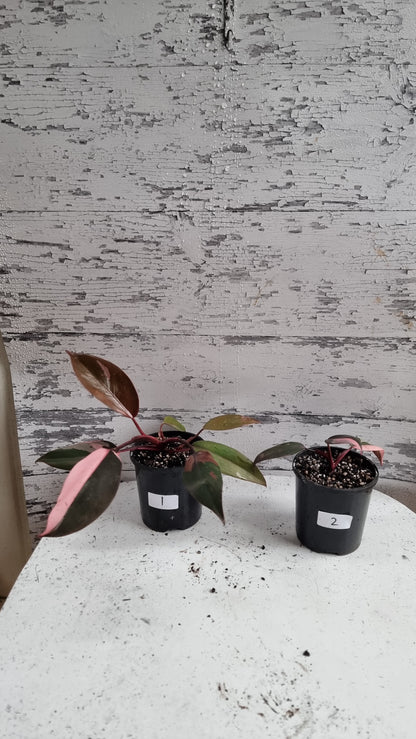 Philodendron erubescens 'Pink Princess'