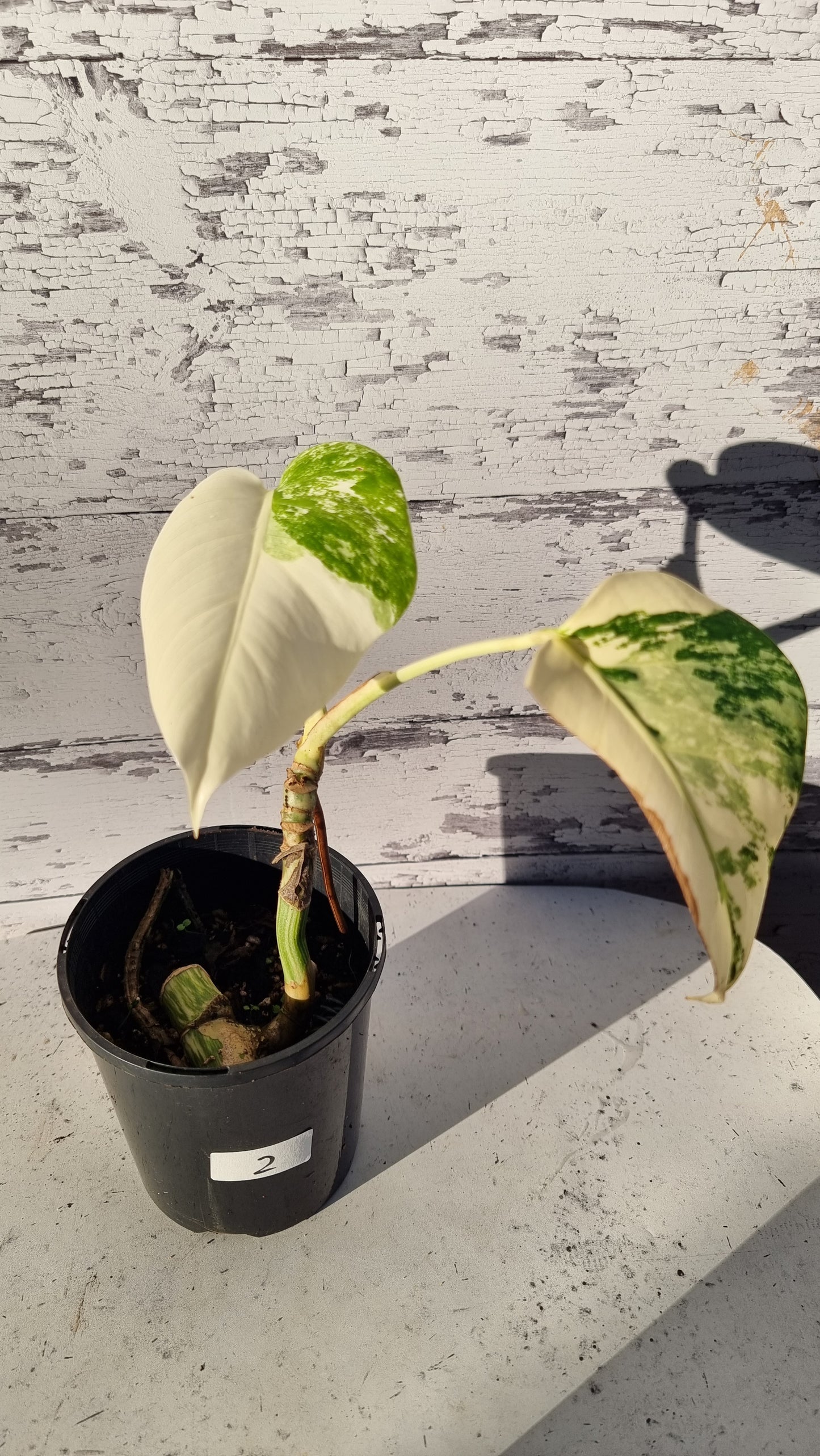 Monstera deliciosa borsigiana variegata - Variegated Fruit Salad Plant