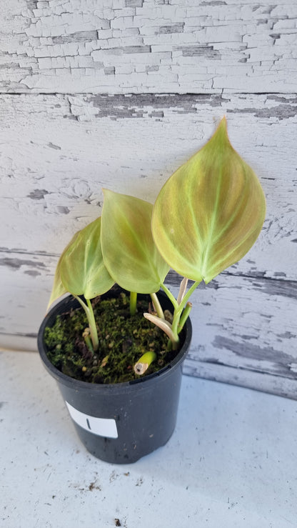 Philodendron camposportoanum