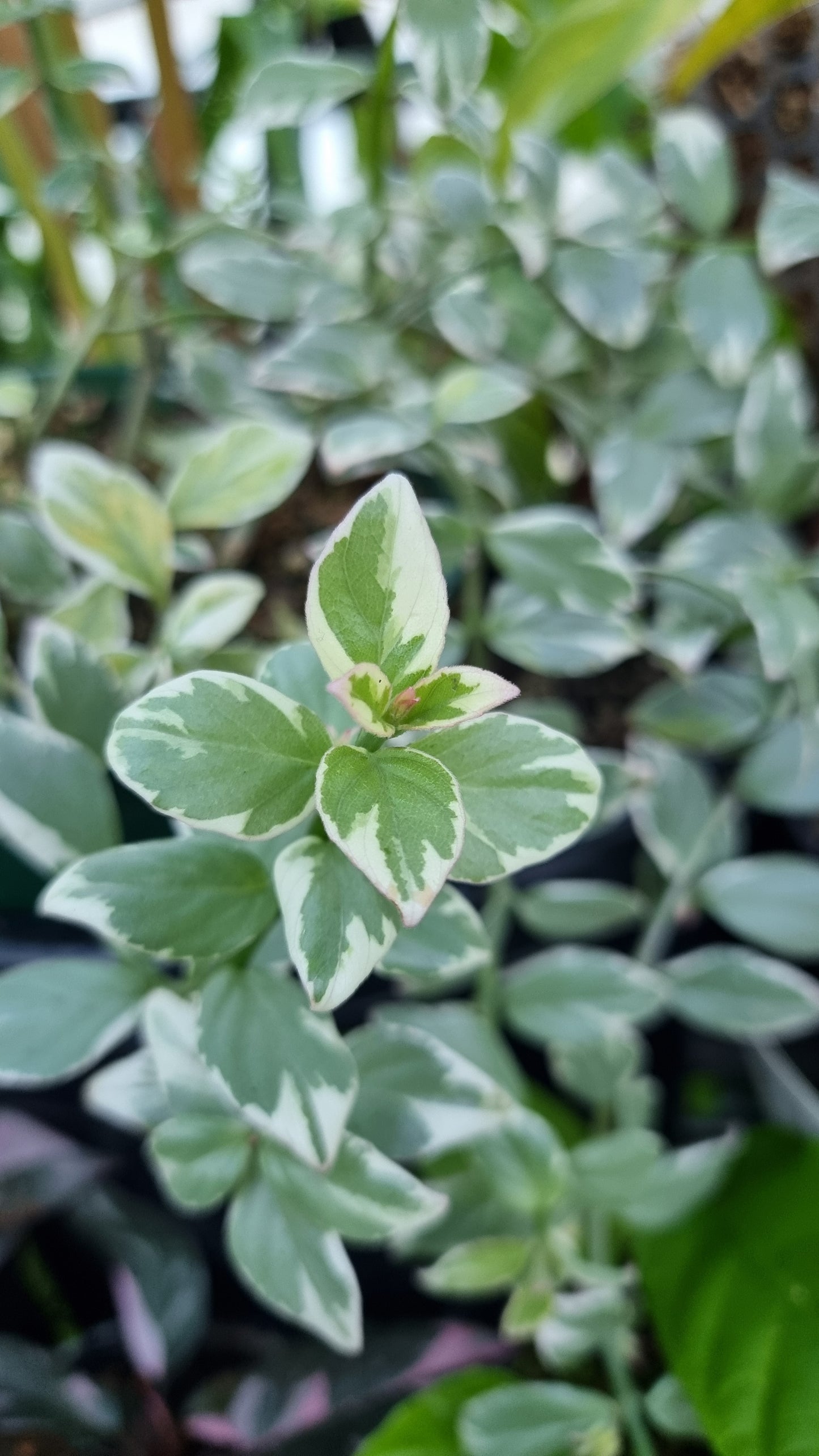 Columnea hirta variegata - Goldfish Plant